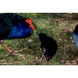 A Purple Swamphen walking on grass with a black fluffy chick.
