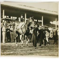 Photograph - Phar Lap, Billy Elliot and Tommy Woodcock, Agua Caliente, 20 Mar 1932