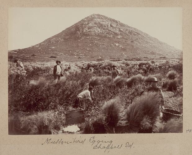 Mutton-Bird Egging, Chappell Island, 1893