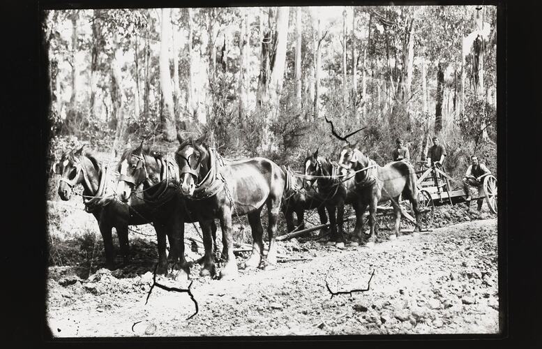 Photograph - Horsedrawn Equipment, Lorne, Victoria, circa 1920s