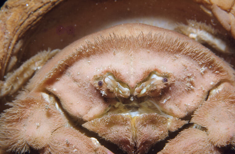 Close up of face of Shaggy Sponge Crab