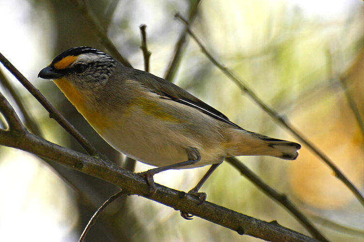 A Striated Pardalote perched on a narrow tree branch.