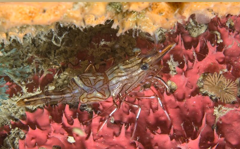Hinge-back Shrimp on a red sponge