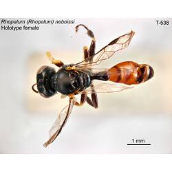 Wasp specimen, female, dorsal view.