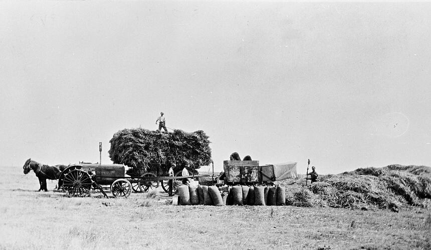 Farm workers threshing grain. Horse and cart loaded with crop at left. Tractor also.