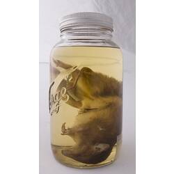 Golden Bandicoot specimen with labels in jar of ethanol.