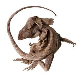 Spirit preserved Frilled Lizard specimen, dorsal view.