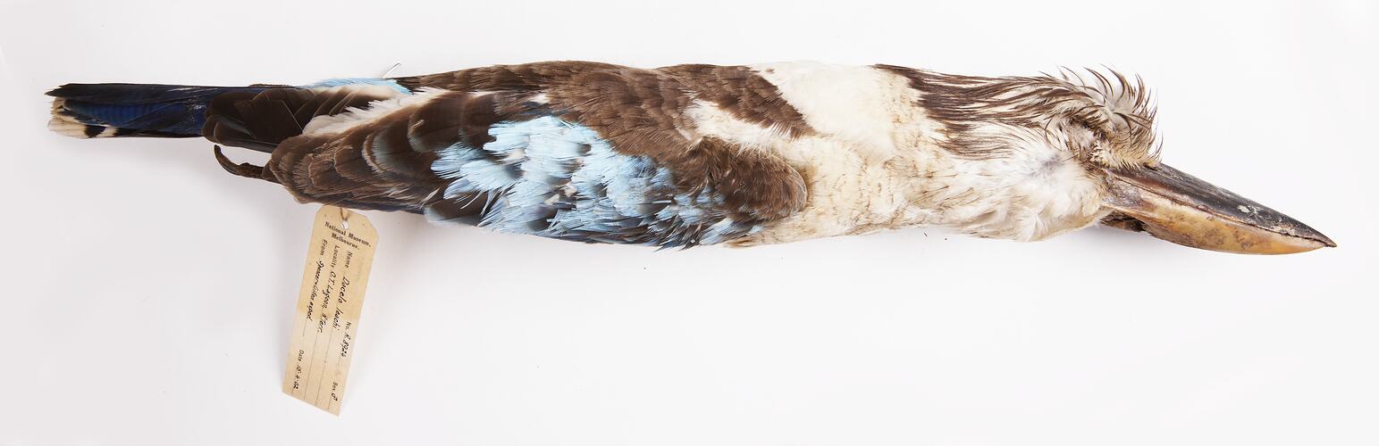 Dry bird skin with specimen labels.