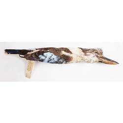 Dry bird skin with specimen labels.
