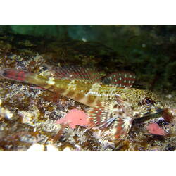 Side view of dragonet on reef.