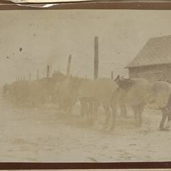 Photograph - Horses in Camp, Somme, France, Sergeant John Lord, World War I, 1917
