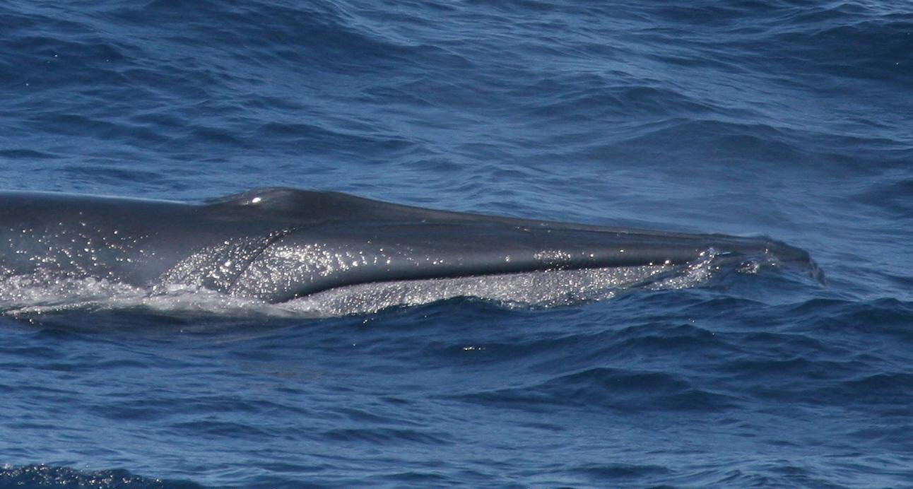 Balaenoptera edeni, Bryde's Whale