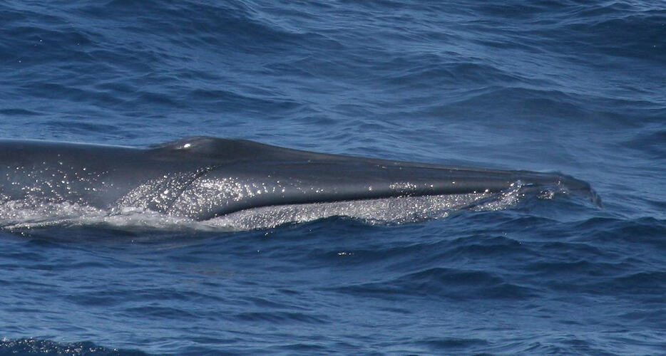 Head of Bryde's Whale at sea surface.