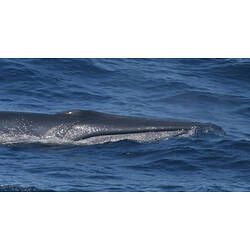 <em>Balaenoptera edeni</em>, Bryde's Whale
