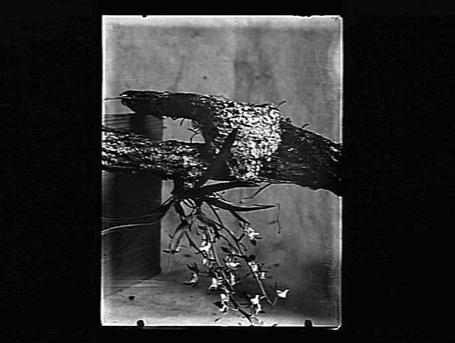 Negative - Glass