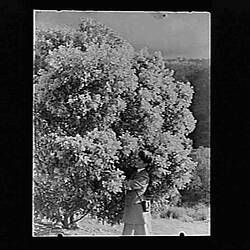 Glass Negative - Woman Lookiing at Wattle Tree, by A.J. Campbell, Australia, circa 1900