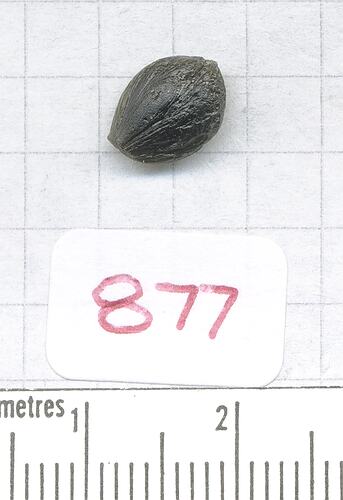 Teardrop-shaped tektite.
