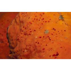 Detail of orange sponge's surface.