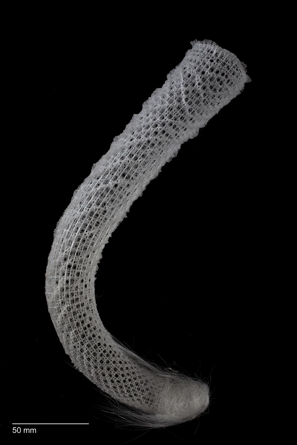 Euplectella aspergillum Owen, 1841