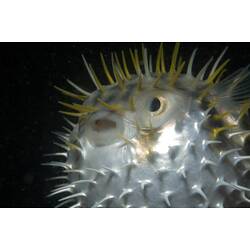 <em>Diodon nicthemerus</em>, Globefish. St Leonard's Jetty, Port Phillip, Victoria.
