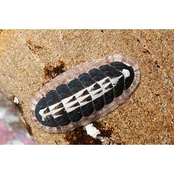 A pink, white and black Elongate Ischnochiton on a rock.