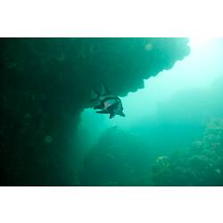 <em>Pentaceropsis recurvirostris</em>, Longsnout Boarfish. Bunurong Marine National Park, Victoria.