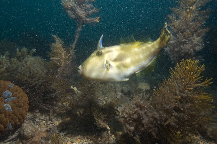 Yellow fish with spin behind head on reef.
