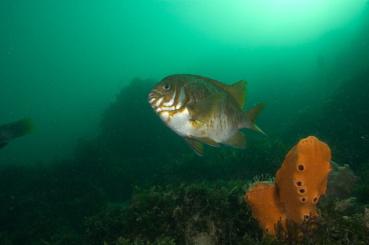 <em>Parma victoriae</em>, Scalyfin. Popes Eye, Port Phillip, Victoria.