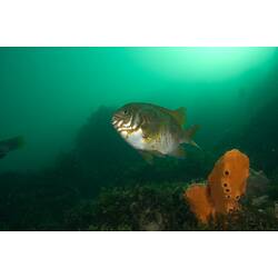 <em>Parma victoriae</em>, Scalyfin. Popes Eye, Port Phillip, Victoria.