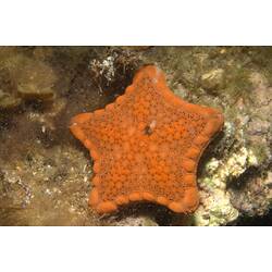 <em>Tosia australis</em>, Biscuit Star. Ricketts Point, Port Phillip, Victoria.