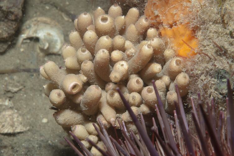 Phylum Porifera, sponge. Wilsons Promontory National Park, Victoria.