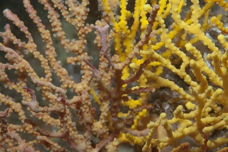 Subclass Octocorellia, gorgonian coral. Wilsons Promontory National Park, Victoria.