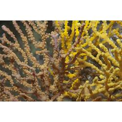 Subclass Octocorellia, gorgonian coral. Wilsons Promontory National Park, Victoria.