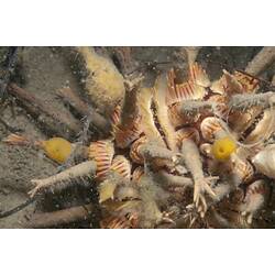 <em>Goniocidaris tubaria</em>, Thorny Sea Urchin. Western Port, Victoria.