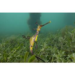 <em>Phyllopteryx taeniolatus</em>, Common Seadragon. Western Port, Victoria.