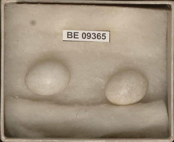 Two bird eggs with specimen labels in box.