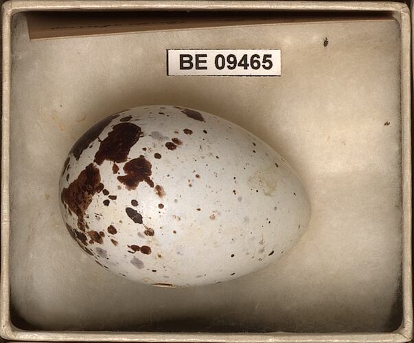 Bird egg with specimen labels in box.