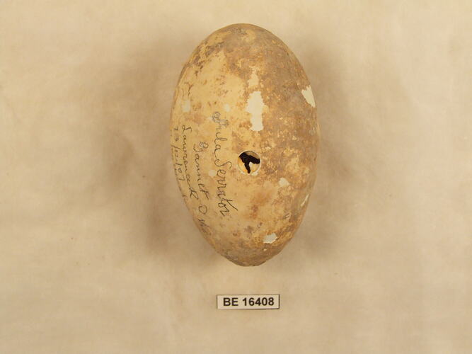 Bird egg with specimen label.
