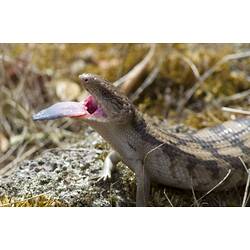Blue-tongued lizard with tongue out.