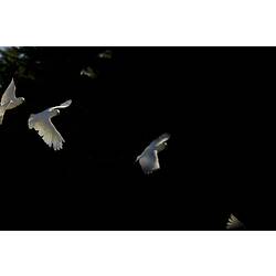 White cockatoos in flight.