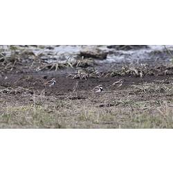 Three brown, black and white birds on muddy ground.