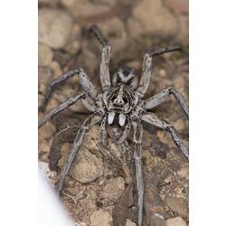 Family Lycosidae, wolf spider. Grampians National Park, Victoria.