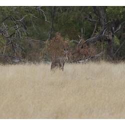 Grey kangaroo sitting in dry grass.