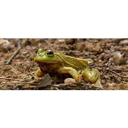 Green frog with lighter stripe on soil.