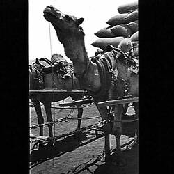 Negative - Camel Train, by Hugh Conran, Australia, 1913