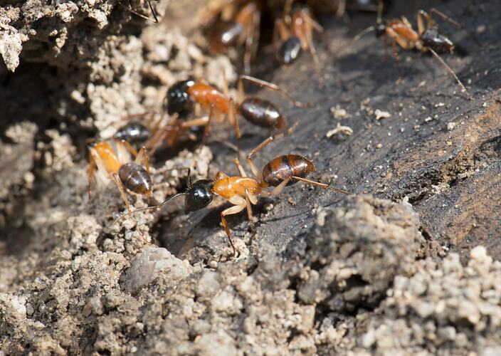 Sugar Ants.