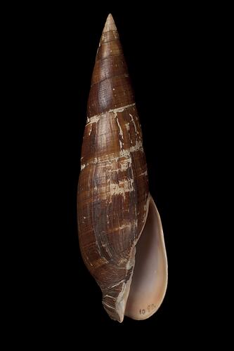 <em>Mitra (Mitra) glabra</em>, Glabra Mitre, shell.  Registration no. F 179300.