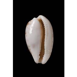 <em>Notocypraea piperita</em>, Peppered Cowry, shell.  Registration no. F 180034.