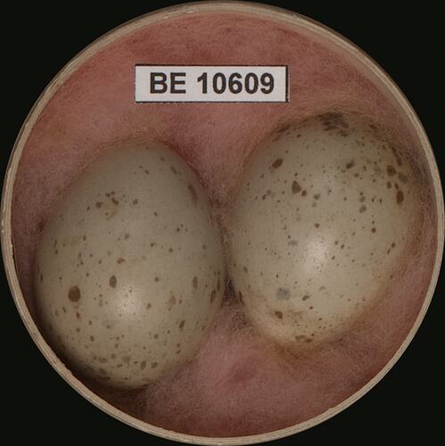 Two bird eggs with specimen label in round box.
