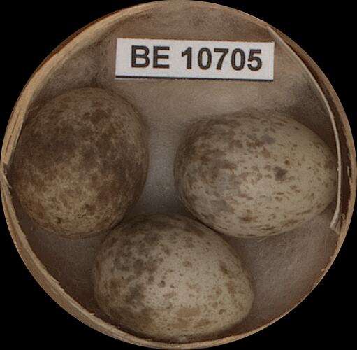 Three bird eggs with specimen label in round box.
